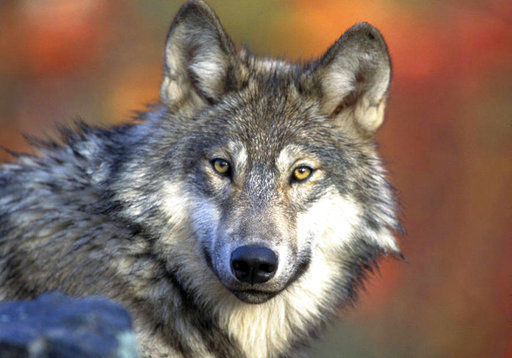Wolf